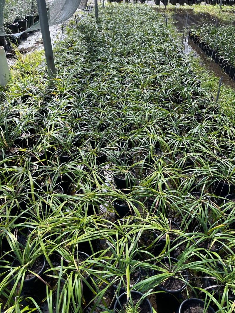 Photo for Liriope spicata (Creeping Lily Turf)