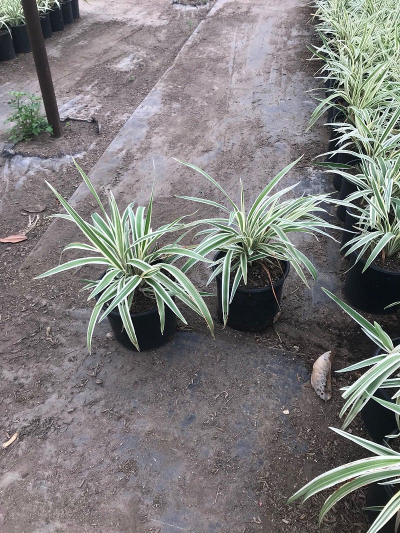 Photo for Dianella revoluta ‘Variegata’ (Variegated Dianella)