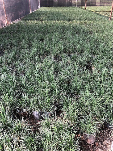 Photo for Ophiopogon japonicus (Mondo Grass)