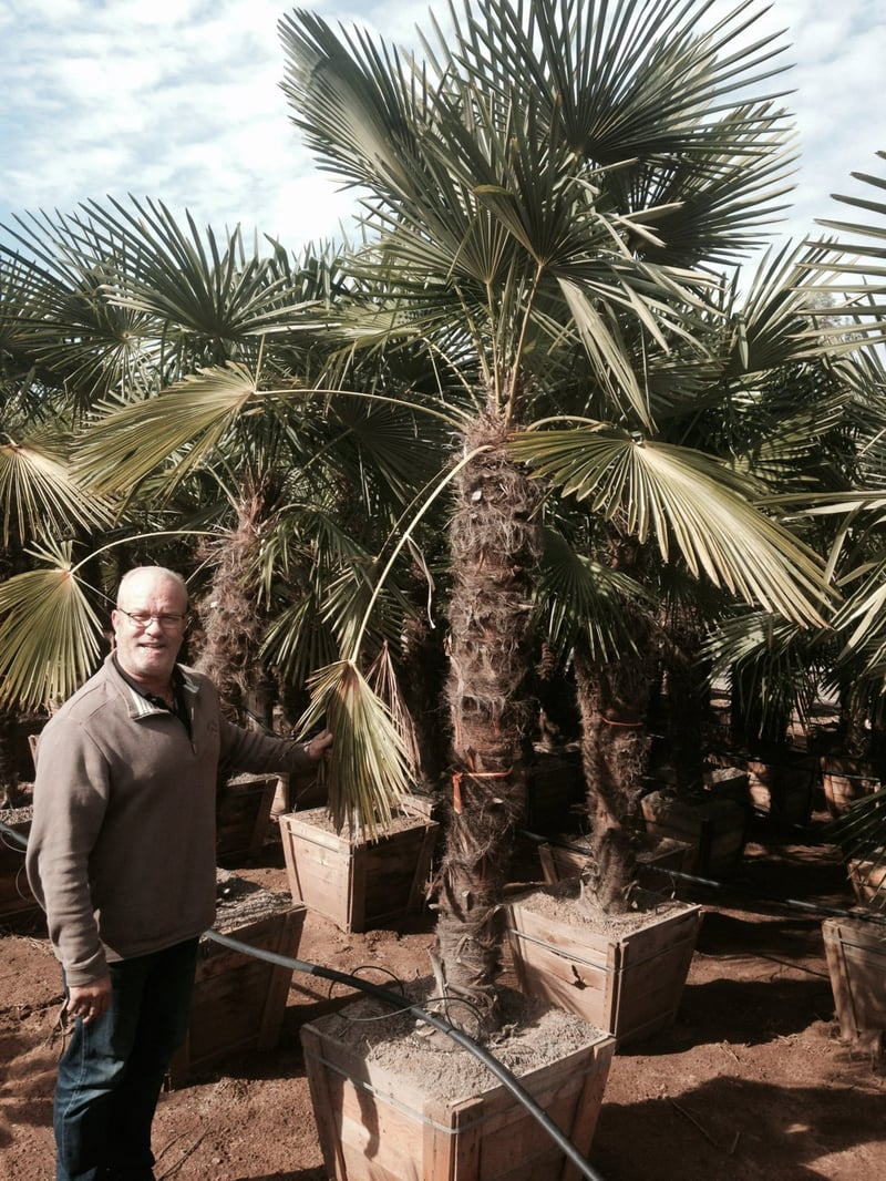 Photo for Trachycarpus fortunei (MIN 10' BTH) (Windmill Palm)