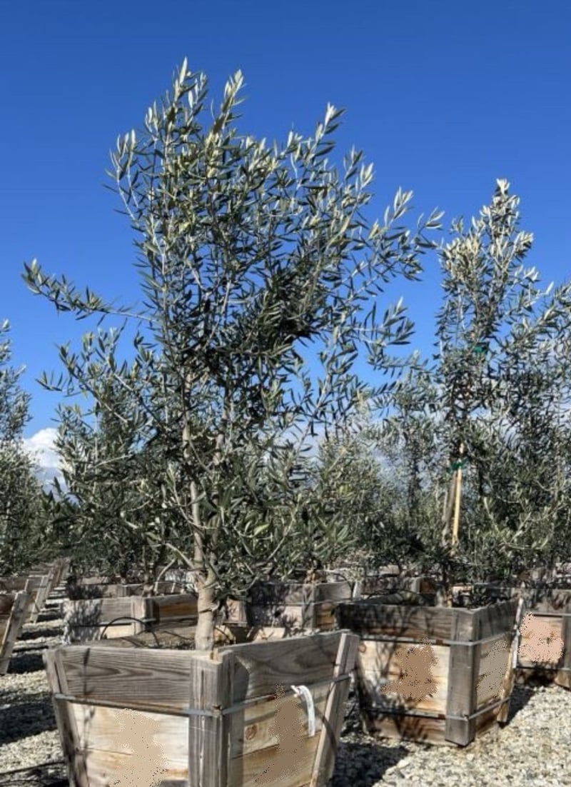 Photo for Olea europaea 'Swan Hill' (Swan Hill Olive)