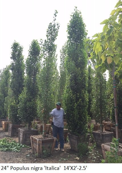 Photo for Populus nigra 'Italica' (Standard) (Lombardy Poplar)
