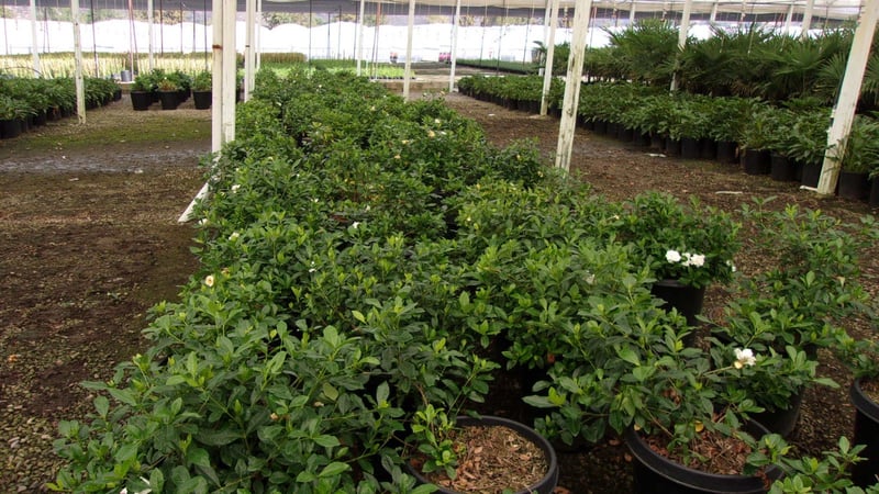 Photo for Gardenia jasminoides 'Veitchii' (Everblooming Gardenia)