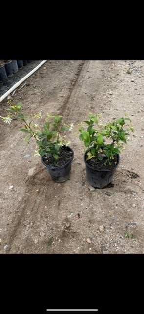 Photo for Trachelospermum jasminoides (Bush) (Star Jasmine (BUSH))