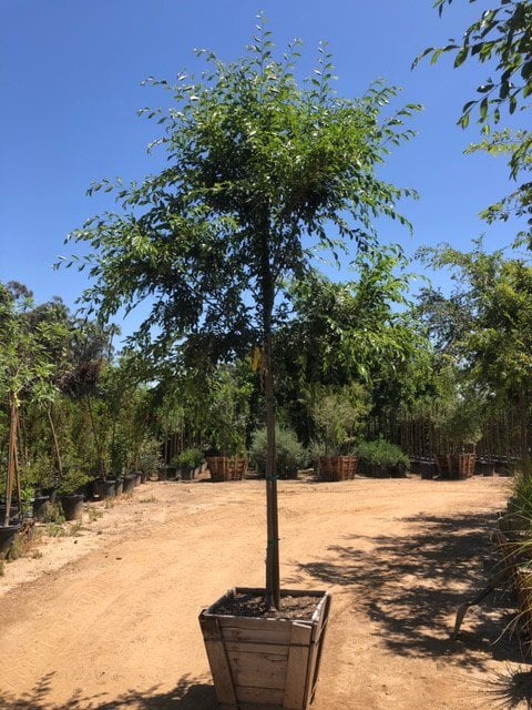 Photo for Ulmus parvifolia (Standard) (Chinese Elm)