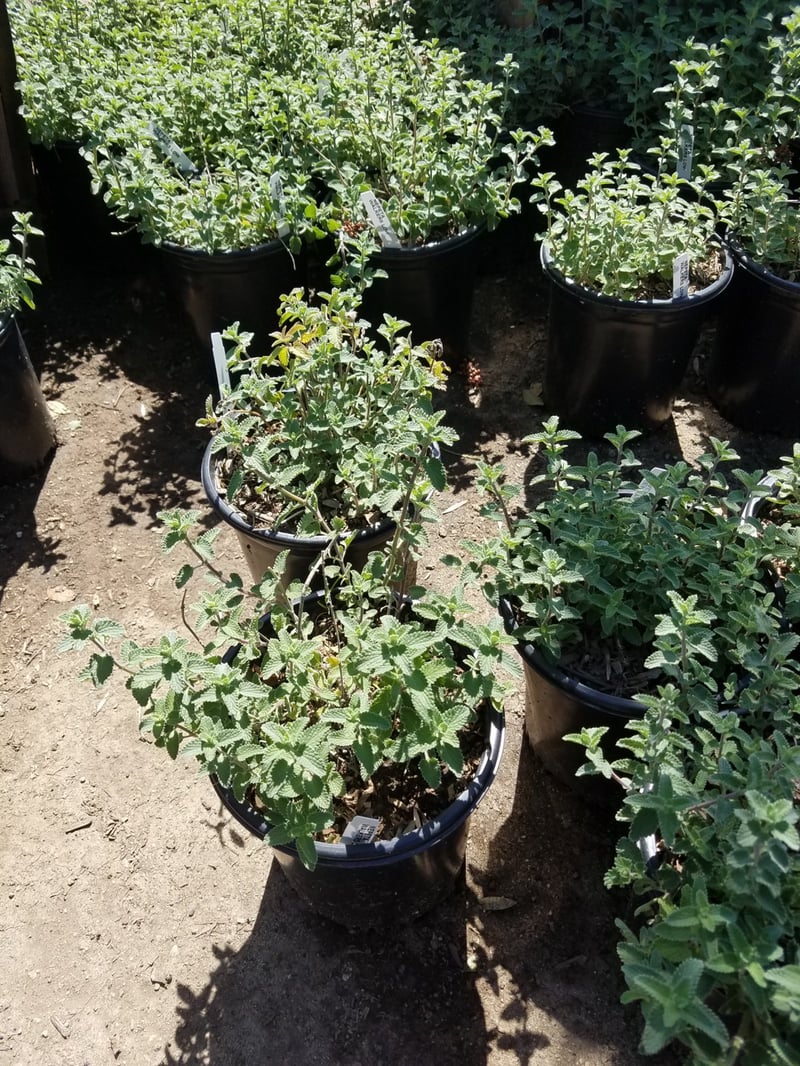 Photo for Nepeta racemosa (N. faassenii) 'Walker's Low' (Walker's Low Catmint)