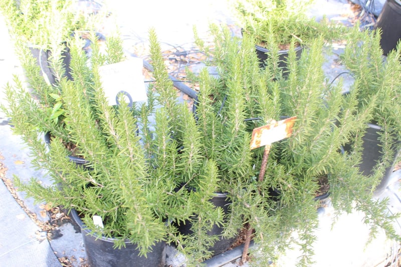 Photo for Rosmarinus officinalis 'Tuscan Blue' (Tuscan Blue Rosemary)