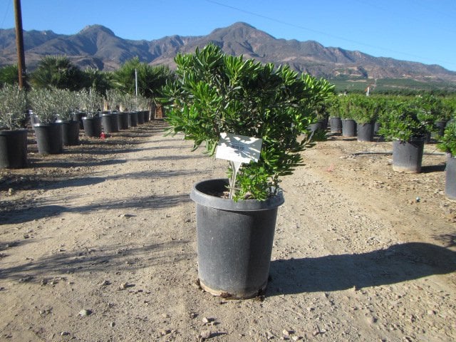 Photo for Pittosporum tobira (Japanese Mock Orange)