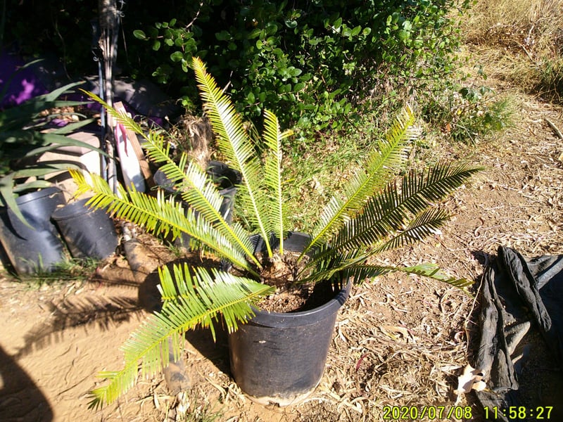 Photo for Dioon edule (Chestnut Dioon)
