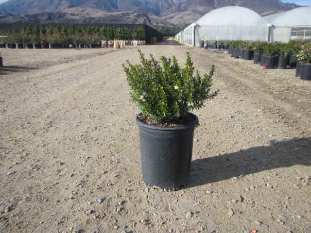 Photo for Myrtus communis 'Compacta' (Dwarf Myrtle)