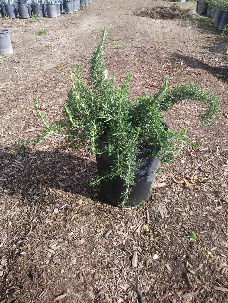Photo for Rosmarinus officinalis 'Lockwood de Forest' (Lockwood de Forest Prostrate Rosemary)