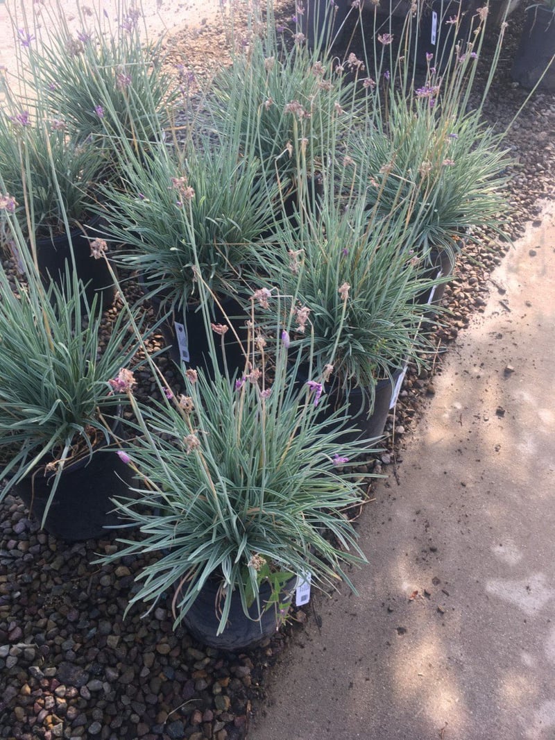 Photo for Tulbaghia violacea 'Silver Lace' (Silver Lace Variegated Society Garlic)