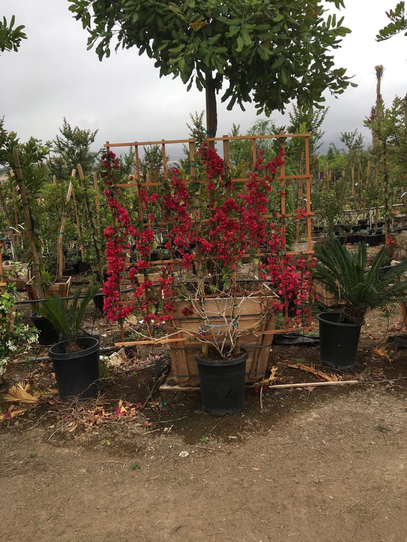 Photo for Bougainvillea 'Barbara Karst' (Espalier) (Barbara Karst Bougainvillea)