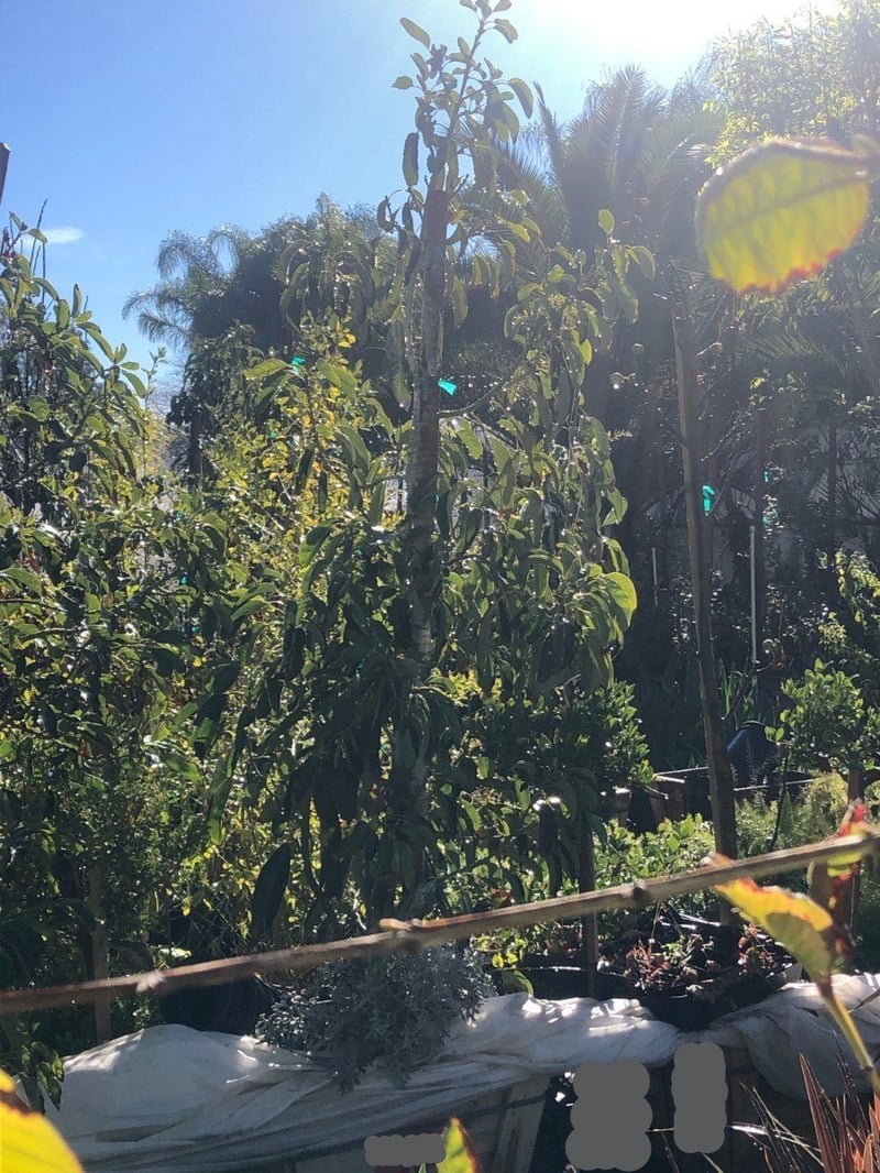 Photo for Persea americana 'Hass' (Hass Avocado)