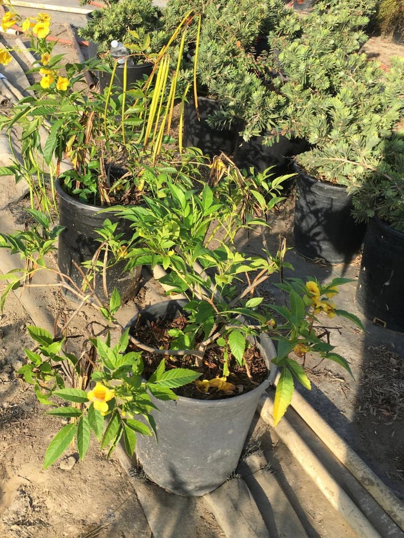 Photo for Tecoma stans (Yellow Bells)