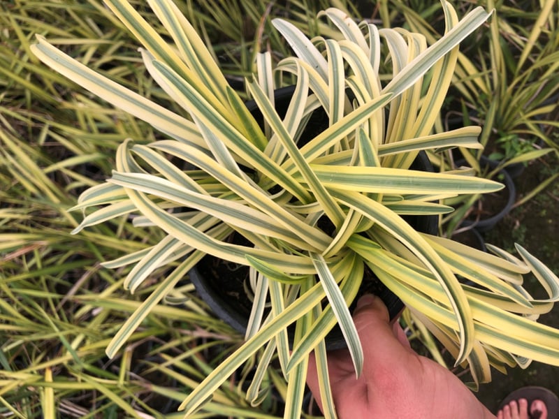 Photo for Agapanthus 'Gold Strike' (Gold Strike Lily of the Nile)