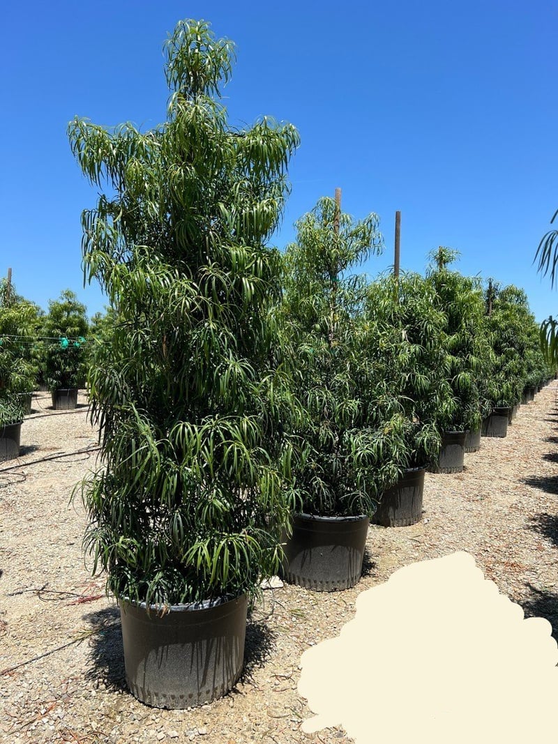 Photo for Podocarpus henkelii (Long Leafed Yellowwood)