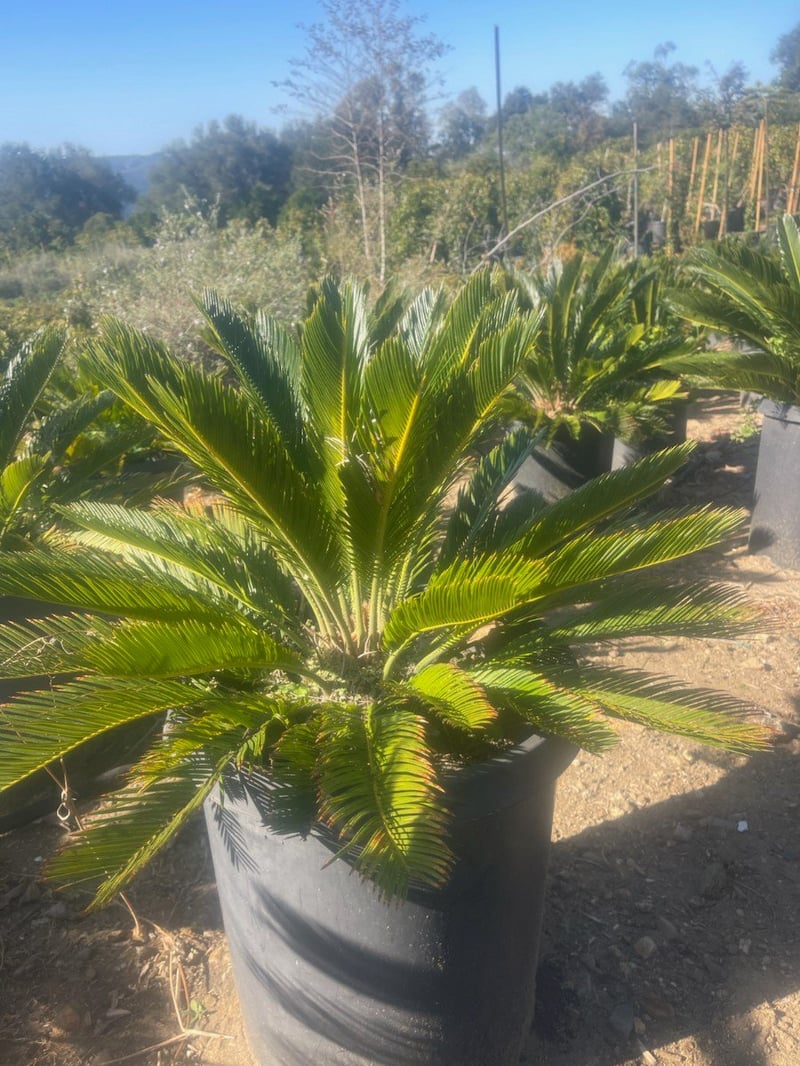 Photo for Cycas revoluta (Sago Palm)