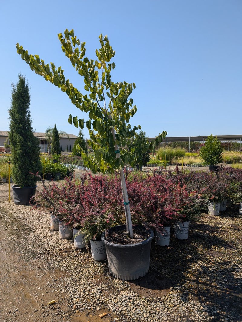 Photo for Cercis canadensis (Multi) (Eastern Redbud)