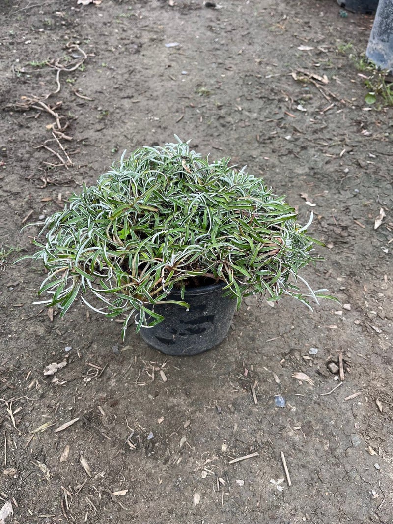 Photo for Dymondia margaretae (Silver Carpet)