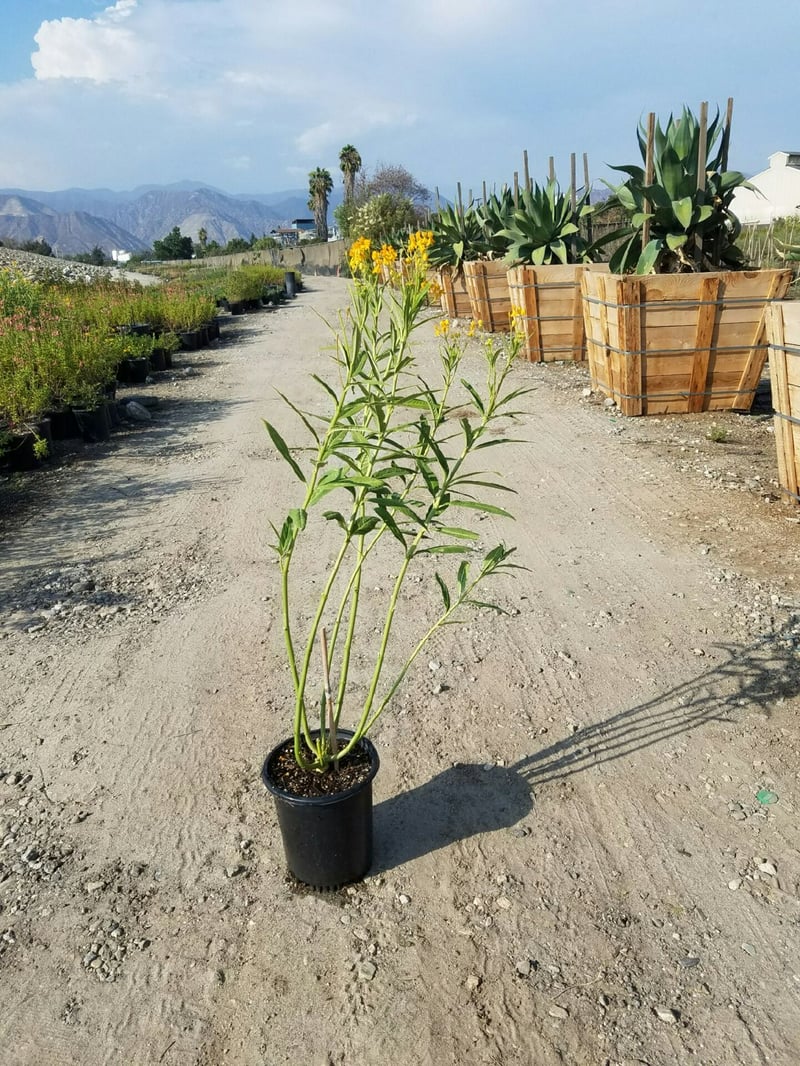 Photo for Asclepias (Any variety) (Milkweed, Butterflyweed)