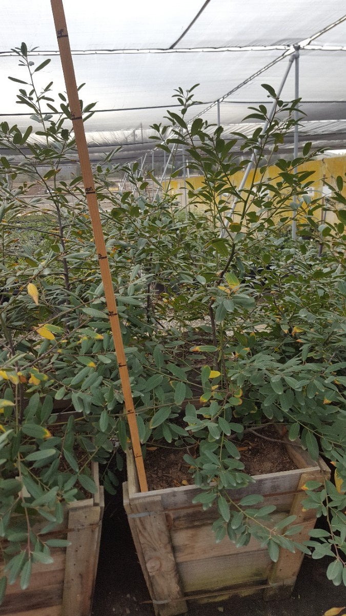 Photo for Rhamnus californica 'Eve Case' (Eve Case Coffeeberry)