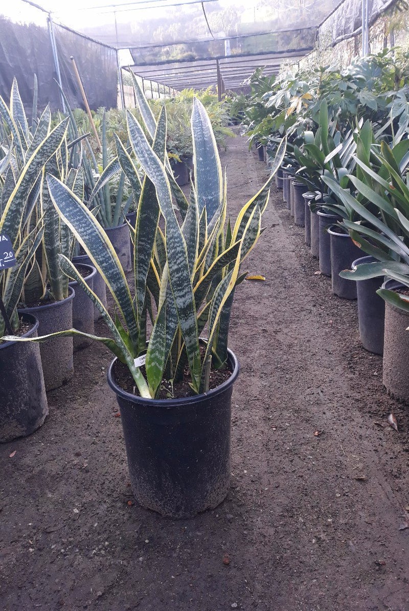 Photo for Sansevieria trifasciata 'Variegata' (Variegated Snake Plant)