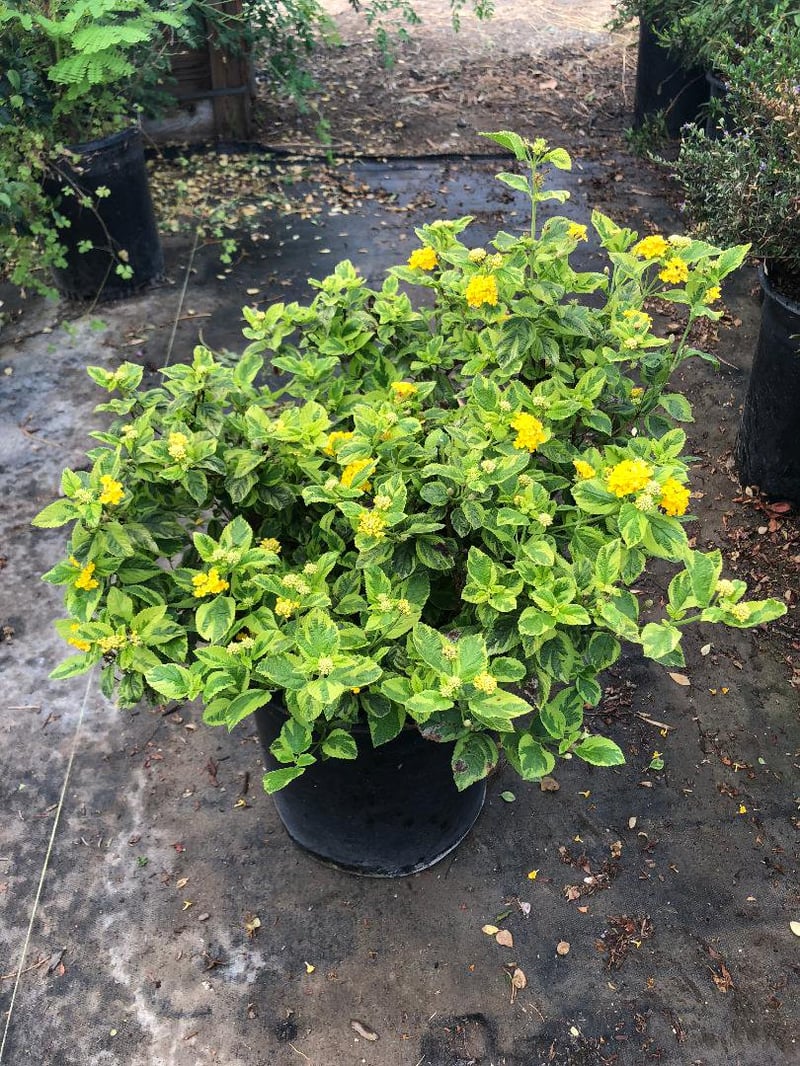 Photo for Lantana camara 'Yellow Variegated' (Yellow Variegated Lantana)