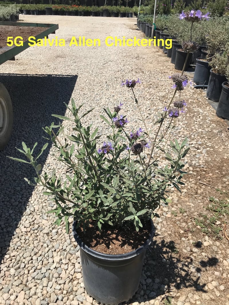 Photo for Salvia 'Allen Chickering' (Allen Chickering Sage)