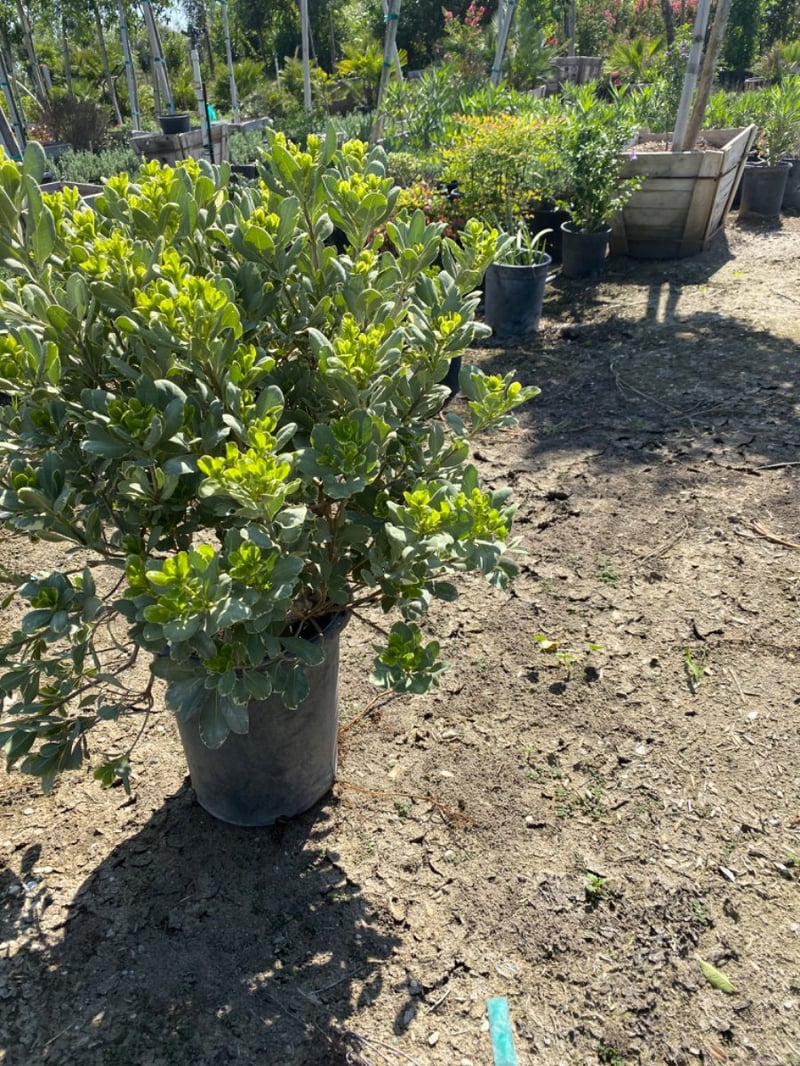 Photo for Pittosporum tobira 'Variegata' (Variegated Japanese Mock Orange)