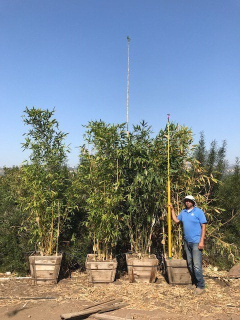Photo for Bambusa oldhamii (Giant Timber Bamboo)