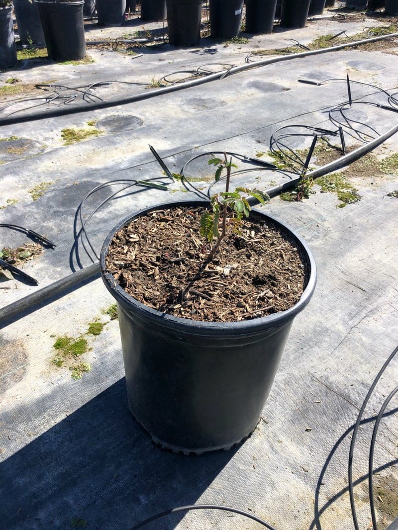 Photo for Calliandra californica (Red Fairy Duster)