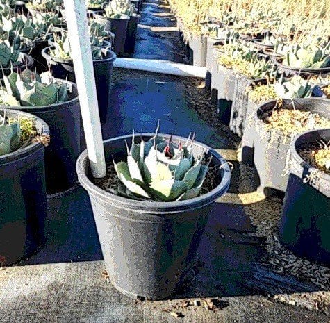 Photo for Agave parryi var. truncata (Artichoke Agave)