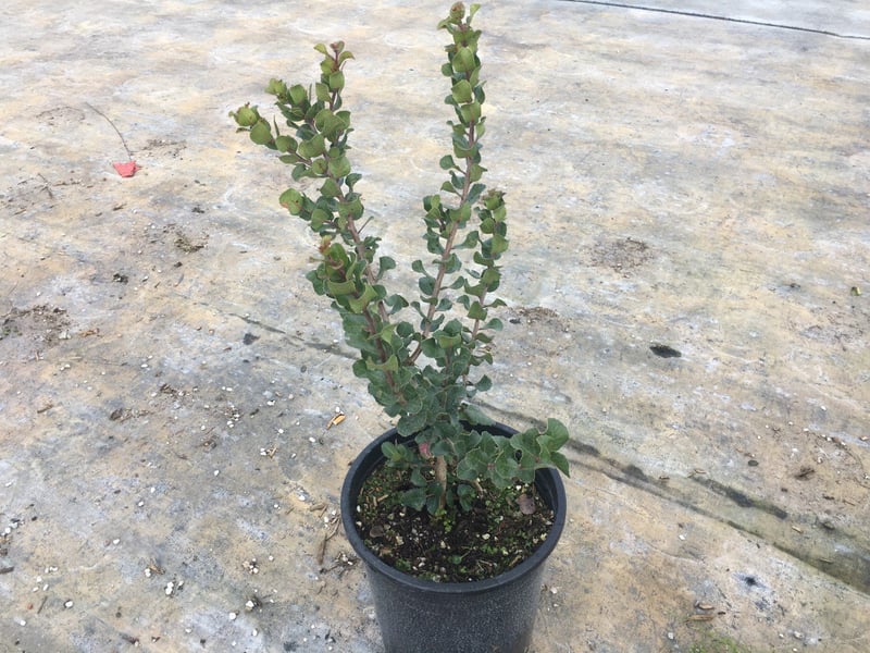 Photo for Rhus integrifolia (Lemonade Berry)