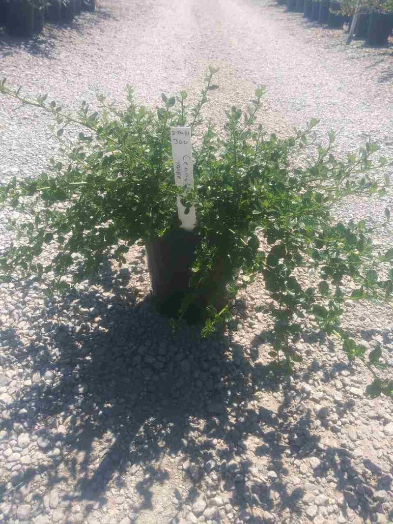 Photo for Ceanothus griseus horizontalis 'Yankee Point' (Yankee Point Ceanothus)