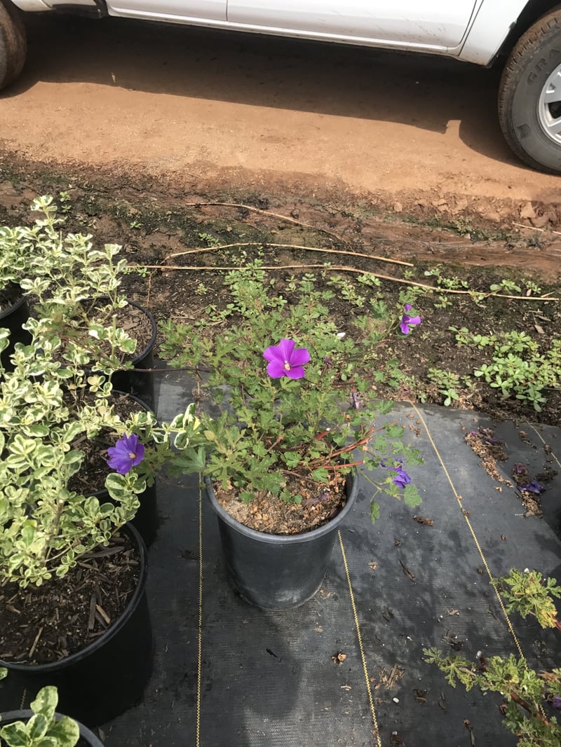 Photo for Alyogyne huegelii (Blue Hibiscus)