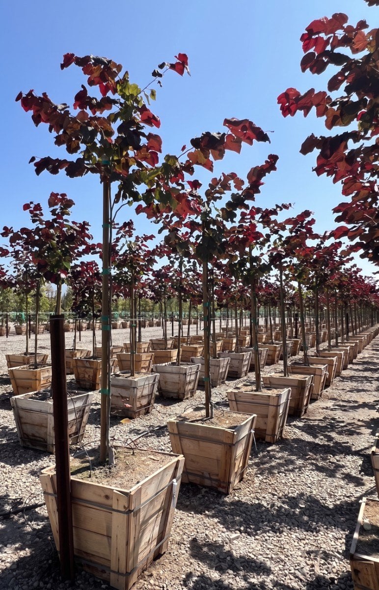 Photo for Cercis canadensis 'Forest Pansy' (Eastern Redbud 'Forest Pansy')