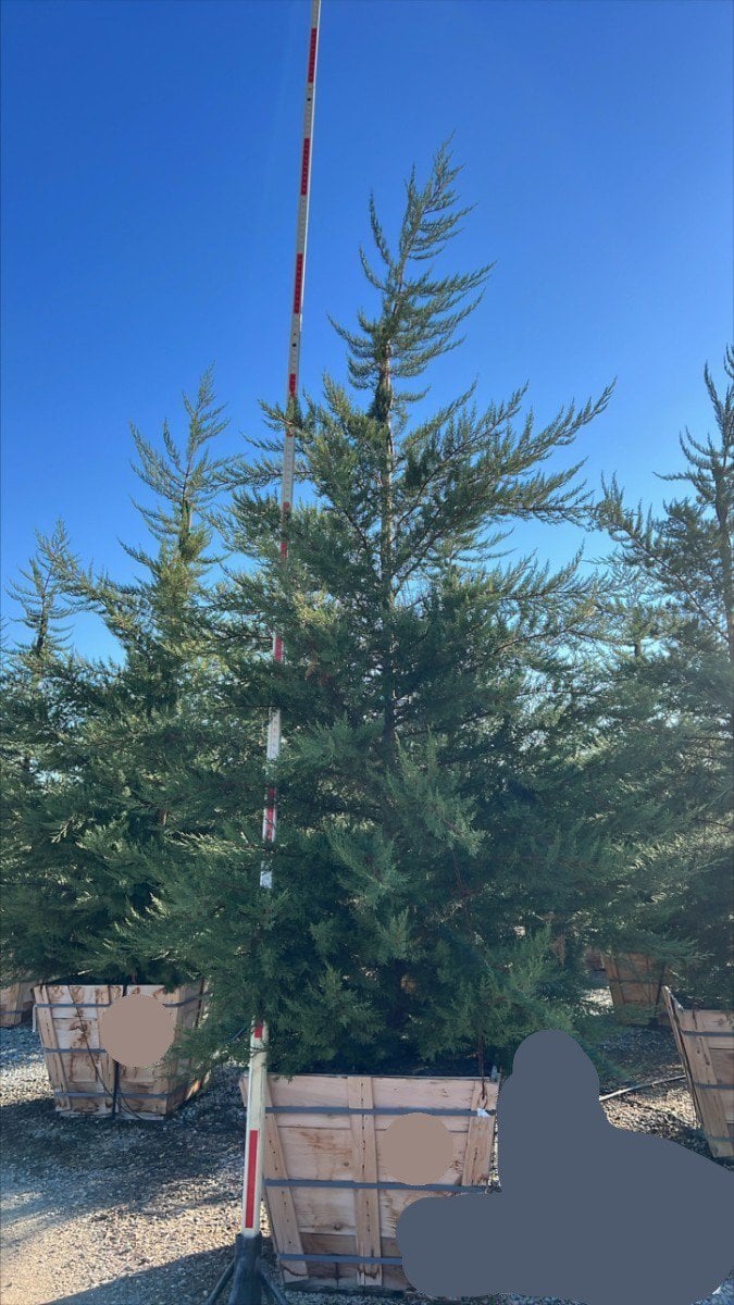 Photo for Cupressus macrocarpa (Monterey Cypress)