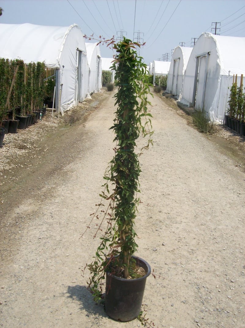 Photo for Dolichandra Unguis-Cati (Macfadyena unguis-cati) (Cat's Claw Vine)