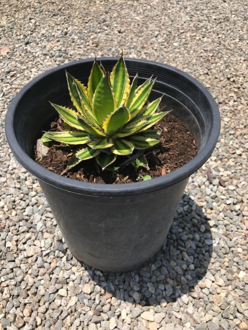 Photo for Agave lophantha 'Quadricolor' (Quadricolor Century Plant)
