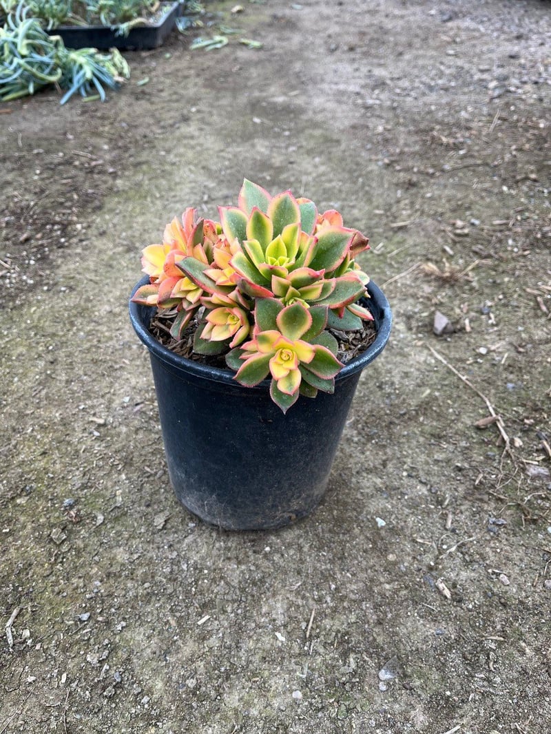 Photo for Aeonium 'Kiwi' (Kiwi Aeonium)