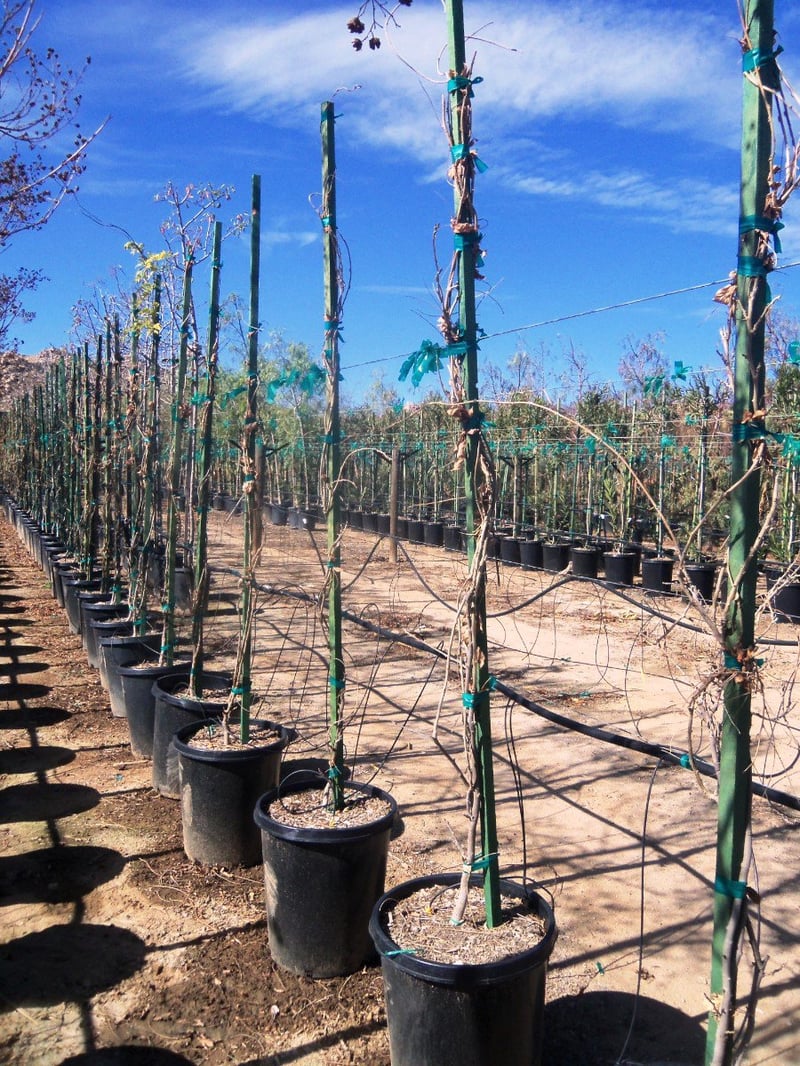 Photo for Wisteria sinensis (Chinese Wisteria)