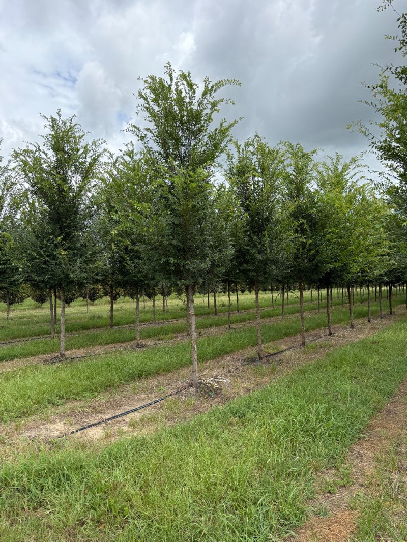 Photo for Ulmus parvifolia 'Bosque' (Bosque Elm)