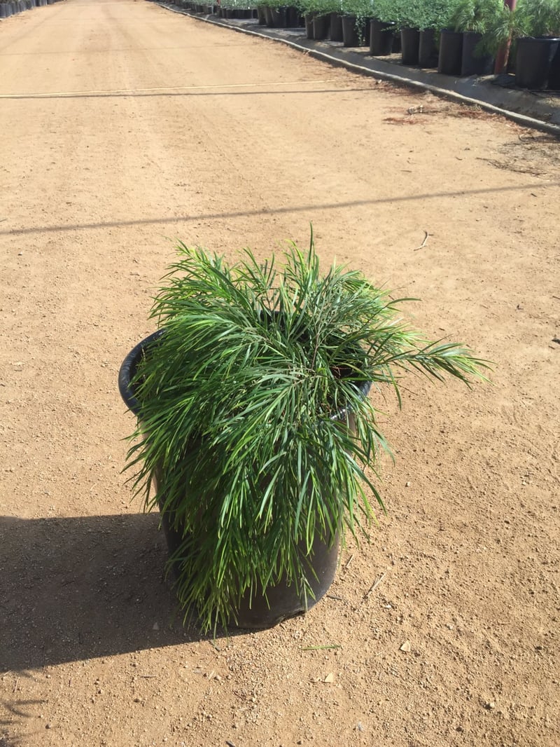 Photo for Acacia cognata 'Cousin Itt' (Little River Wattle)