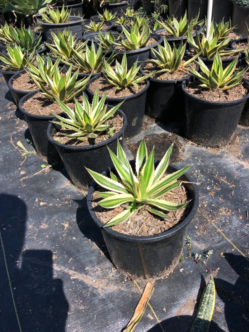 Photo for Agave lophantha 'Quadricolor' (Quadricolor Century Plant)