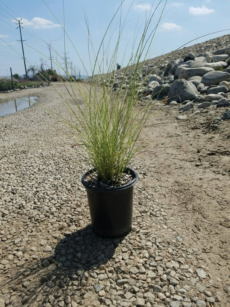 Photo for Miscanthus sinensis 'Morning Light' (Morning Light Eulalia)