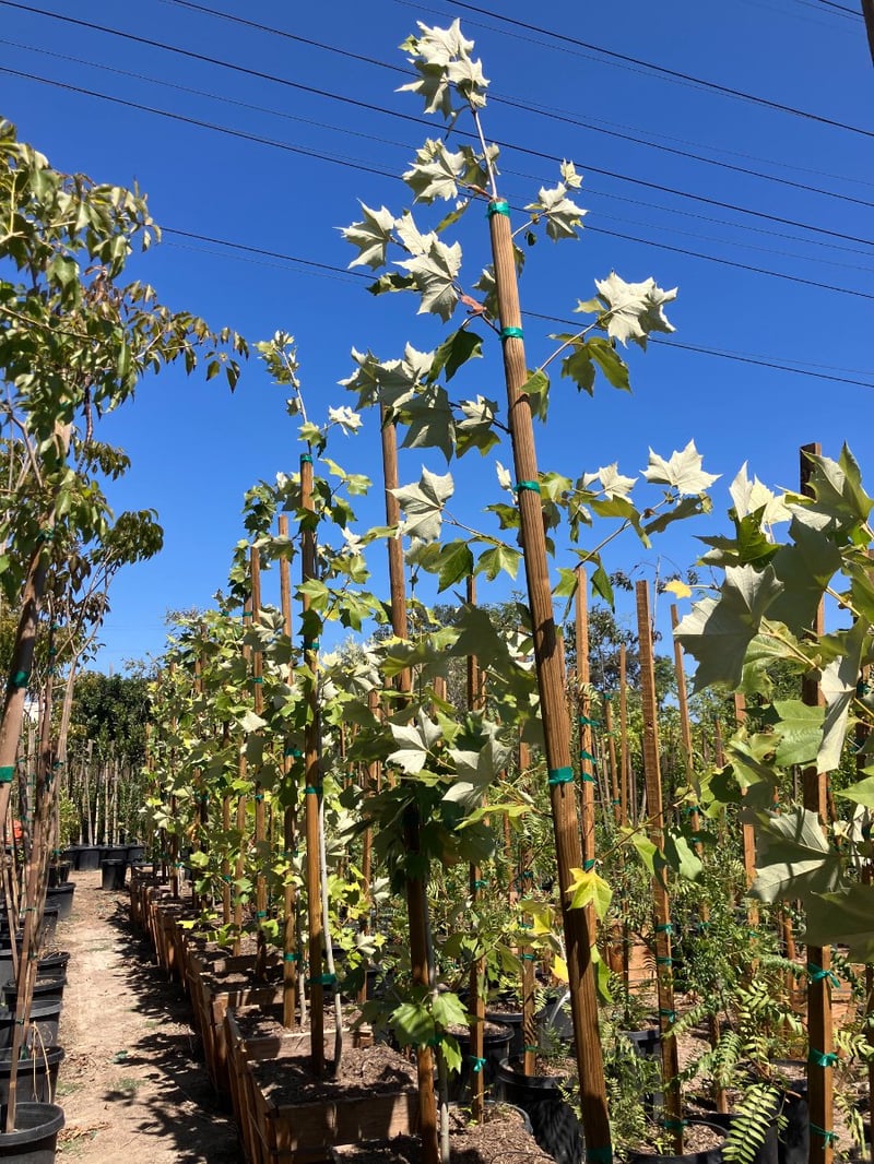 Photo for Platanus mexicana (Mexican Sycamore)