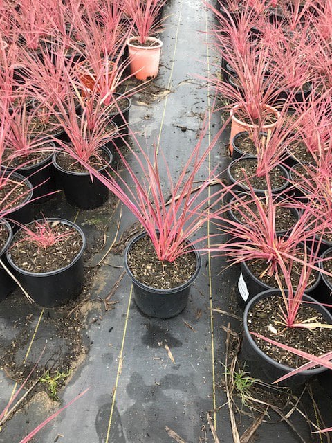 Photo for Cordyline 'Electric Pink' (Pink variegated Dracaena)