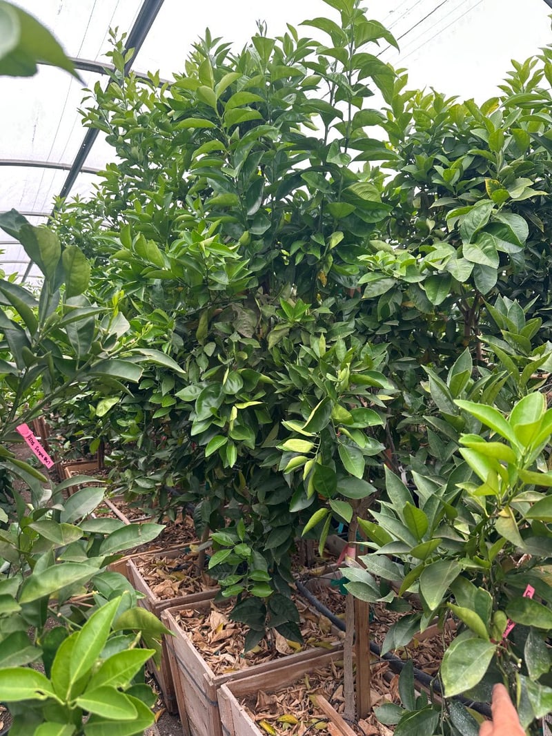 Photo for Citrus sinensis 'Valencia' (Valencia Orange Tree)