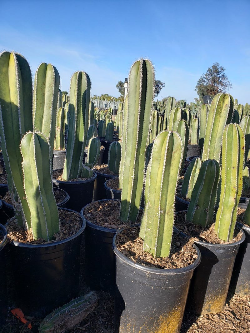 Photo for Lemaireocereus marginatus (Pachycereus marginatus) (Mexican Fence Post Cactus)